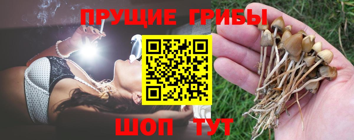 Пермь  Галлюциногенные грибы Psilocybine cubensis  Вход с VPN 